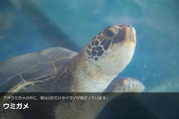 最大150円割引】大分マリーンパレス水族館 「うみたまご」 WEBチケット
