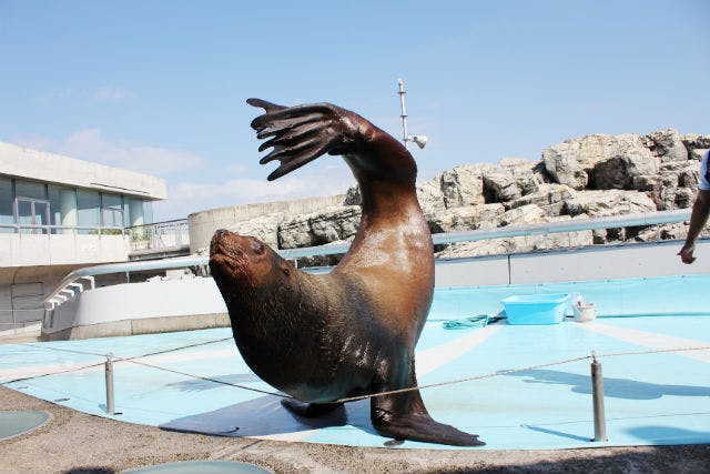 【最大150円割引】大分マリーンパレス水族館 「うみたまご」 WEBチケット（入館）｜アソビュー！