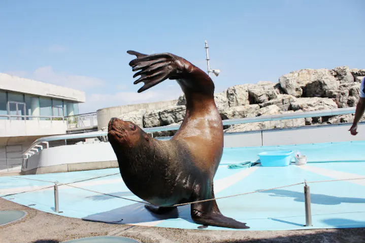 4 割引 大分マリーンパレス水族館 うみたまご 割引チケット クーポンならアソビュー