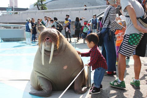 【最大150円割引】大分マリーンパレス水族館 「うみたまご」 WEBチケット（入館）