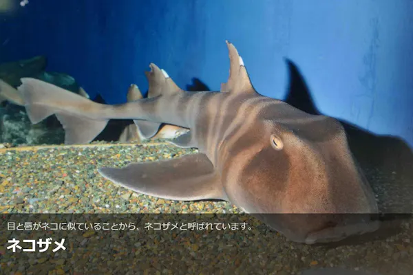 最終値下げうみたまご招待券5枚 最終値下げうみたまご招待券5枚 【公式通販】
