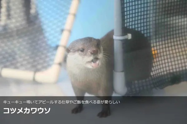 最大150円割引】大分マリーンパレス水族館 「うみたまご」 WEBチケット 最大150円割引】大分マリーンパレス水族館 「うみたまご」 WEBチケット