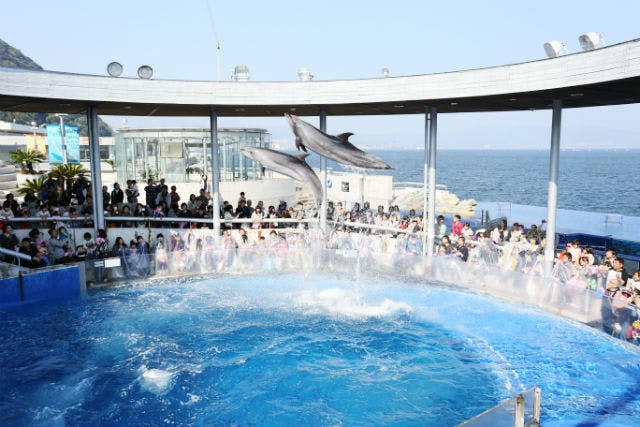 大分マリーンパレス水族館 うみたまご 入館割引券 - 水族館