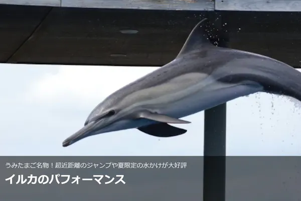 最大150円割引】大分マリーンパレス水族館 「うみたまご」 WEBチケット
