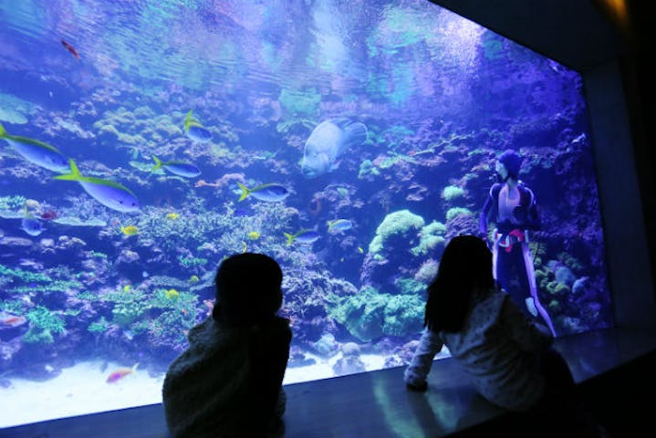 最大100円割引 大分マリーンパレス水族館 うみたまご Webチケット 入館 アソビュー