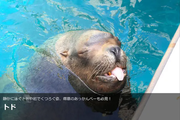 うみたまご チケット 有効期限4月18日 大分マリーンパレス水族館 「うみたまご」のチケット購入・予約