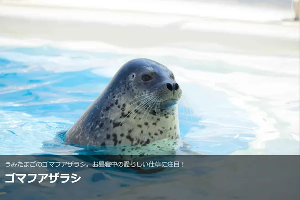 最大150円割引】大分マリーンパレス水族館 「うみたまご」 WEBチケット