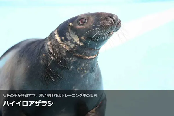 最大150円割引】大分マリーンパレス水族館 「うみたまご」 WEBチケット
