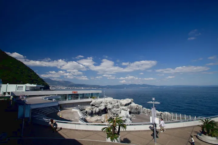 4 割引 大分マリーンパレス水族館 うみたまご 割引チケット クーポンならアソビュー