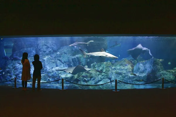 超特割 平日 22 割引 大人 高校生以上 ペアチケット 大分マリーンパレス水族館 うみたまご アソビュー