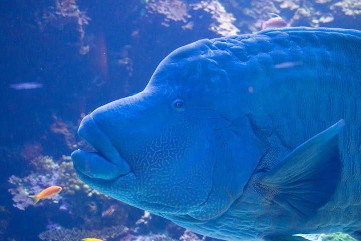 4 割引 大分マリーンパレス水族館 うみたまご 割引チケット クーポンならアソビュー 4 割引 大分マリーンパレス水族館 うみたまご 割引チケット クーポンならアソビュー