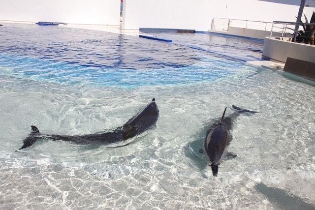 最大500円割引】大分マリーンパレス水族館 「うみたまご」 年間パスポート「オンライン割」 - 大分マリーンパレス水族館 「うみたまご」