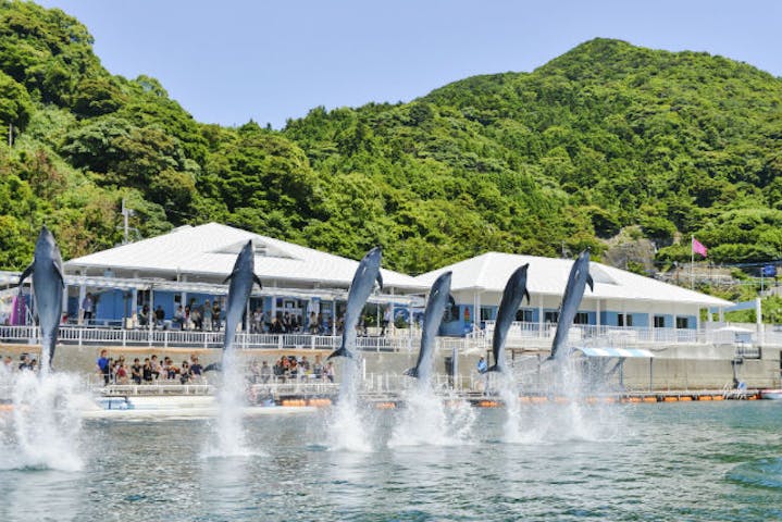 うみたま体験パーク 「つくみイルカ島」