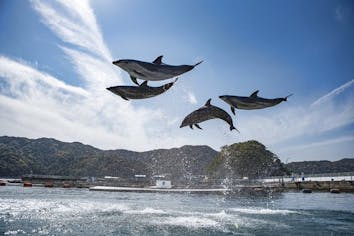 50円割引】うみたま体験パーク 「つくみイルカ島」 WEBチケット（入場