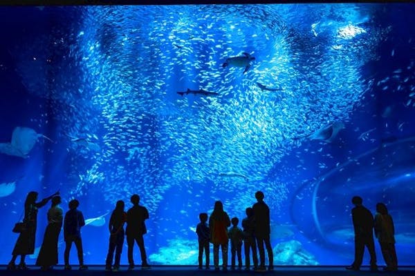 アクアワールド茨城県大洗水族館の前売りチケット・割引情報 - アソビュー！