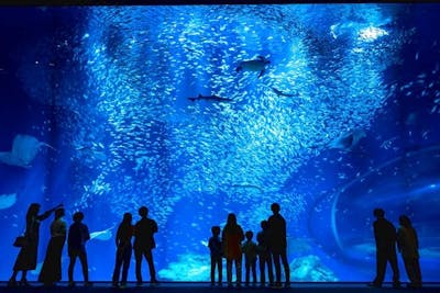 アクアワールド茨城県大洗水族館の前売りチケット・割引情報 - アソビュー！