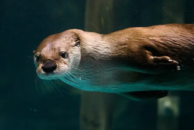 アクアワールド茨城県大洗水族館 日時指定webチケット アクアワールド茨城県大洗水族館
