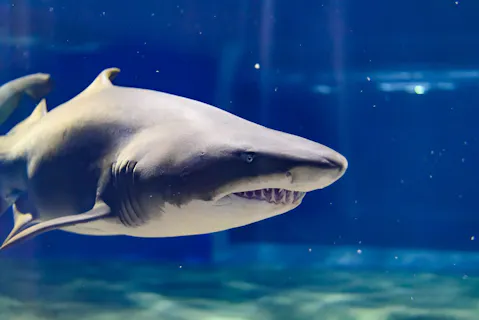 アクアワールド茨城県大洗水族館 日付指定WEBチケット