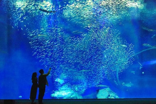 アクアワールド茨城県大洗水族館 日付指定webチケット アクアワールド茨城県大洗水族館