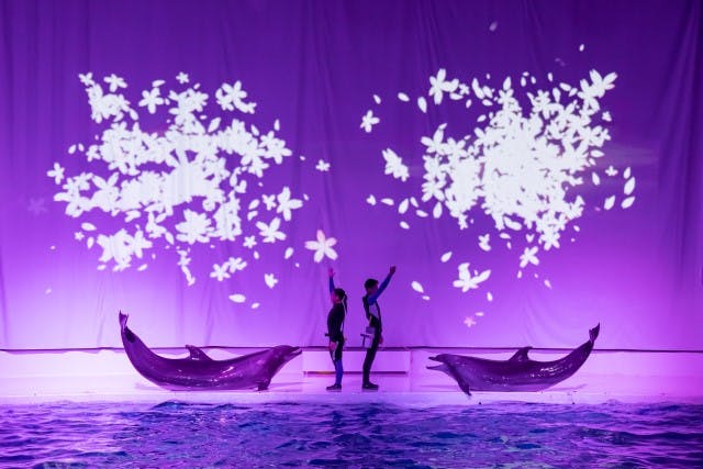 NIGHT  AQUAWORLD