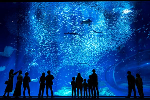 最大100円割引】さあ、新世海へ！アクアワールド茨城県大洗水族館 入館