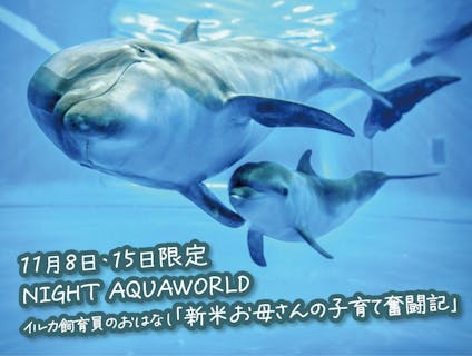 11/8・15限定NIGHTAQUAWORLD イルカ飼育員のおはなし「新米