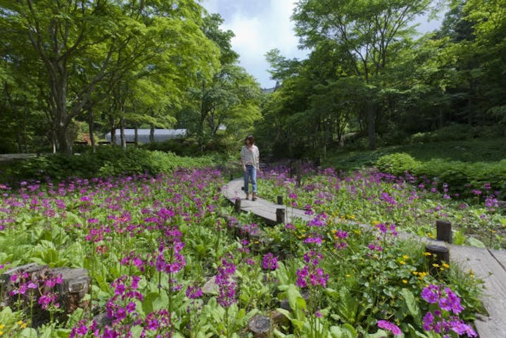 神戸 六甲山花さんぽ 割引チケット クーポンならアソビュー 神戸 六甲山花さんぽ 割引チケット クーポンならアソビュー