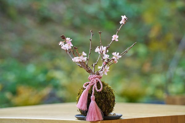 10%割引】ACAO FOREST｜割引チケット・クーポンならアソビュー！