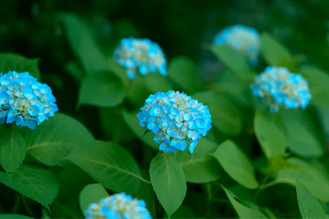 【入園料10％OFF】ACAO FOREST 特別前売り入園チケット