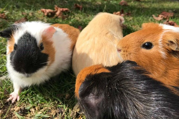 8 割引 牧歌の里 割引チケット クーポンならアソビュー