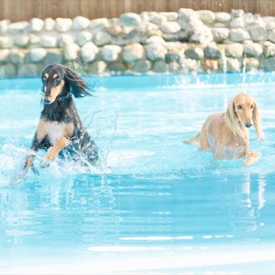 日時指定券 わんダフルネイチャーヴィレッジ ドッグプール利用券 90分 アソビュー 日時指定券 わんダフルネイチャーヴィレッジ ドッグプール利用券 90分 アソビュー