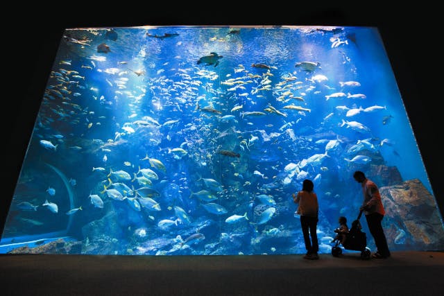 アニメ『ケロロ軍曹』×男鹿水族館GAO コラボイベント開催決定！潜入