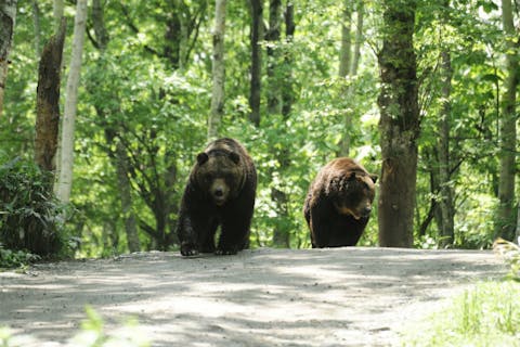 【最大385円割引】サホロリゾート　ベア・マウンテン クーポン（入場券＋ベアウォッチングバス）