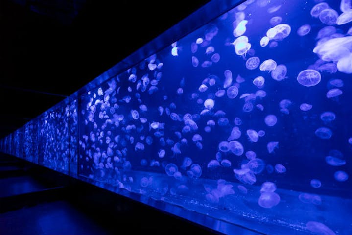 静岡県の水族館おすすめ7選 イルカショーやふれあい体験で思い出作り Epark Cocoyuco