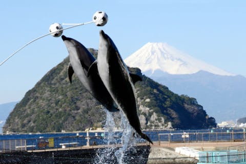 静岡 おすすめ水族館まとめ 割引クーポンも充実 アソビュー