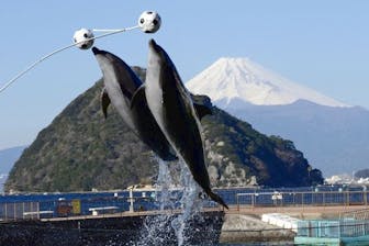 8%割引】伊豆・三津シーパラダイス｜割引チケット・クーポンなら