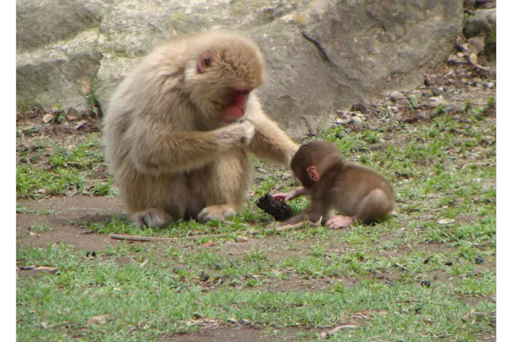 11 割引 群馬サファリパーク 割引チケット クーポンならアソビュー