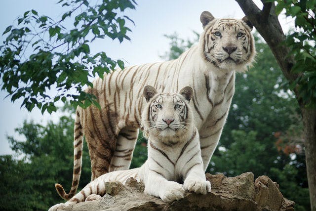 群馬サファリパーク（入園＋夕暮れサファリ）クーポン｜アソビュー！