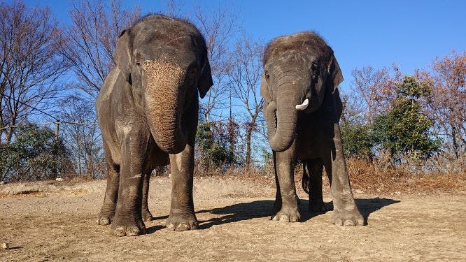 300円割引 群馬サファリパーク 入園 サファリバス アソビュー