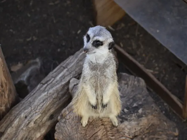 11 割引 群馬サファリパーク 割引チケット クーポンならアソビュー