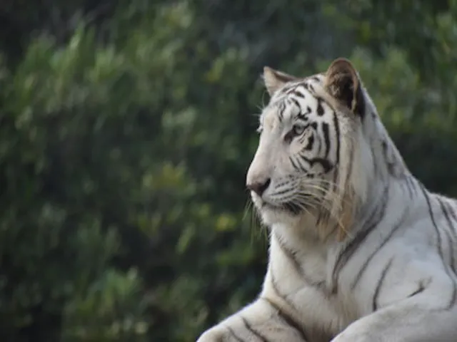 11 割引 群馬サファリパーク 割引チケット クーポンならアソビュー