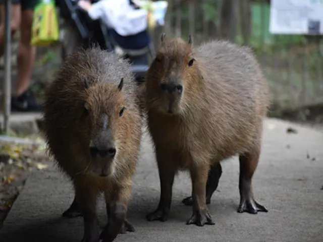 11 割引 群馬サファリパーク 割引チケット クーポンならアソビュー