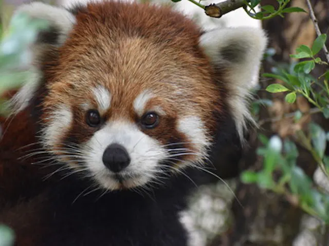 11 割引 群馬サファリパーク 割引チケット クーポンならアソビュー