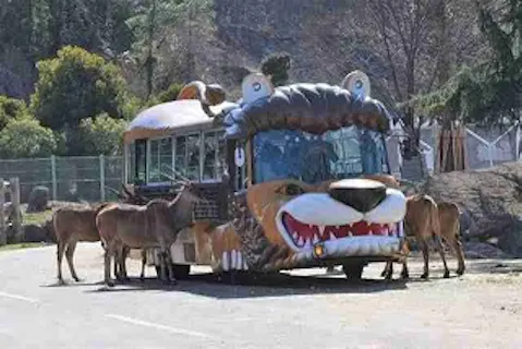 群馬サファリパーク 秋のグランピング体験 アソビュー