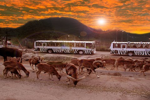 超特割！【8％割引】動物達のディナータイムを観察！群馬サファリパーク（入園＋夕暮れサファリ）チケット