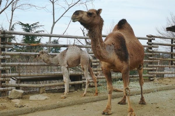 親子でイマトク対象】最大200円割引がさらにお得！群馬サファリパーク