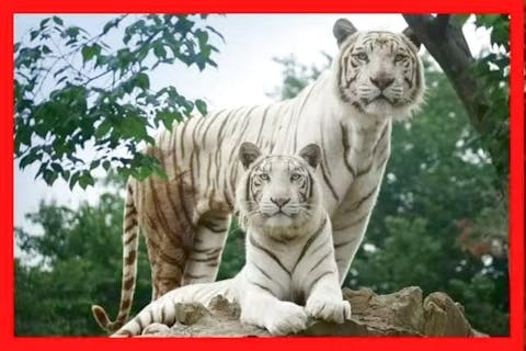 超特割！【最大28％割引】群馬サファリパーク 入園＋エサ（あおくさ）＋ふれあいパーク入場プラン ※冬季限定