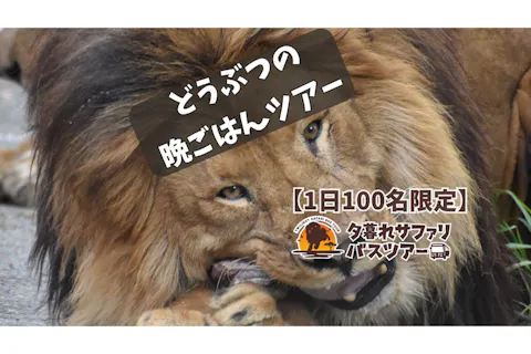 【夏休み限定イベント開催】【運行日限定】動物の晩ご飯を巡るレアツアー「夕暮れサファリバスツアー」