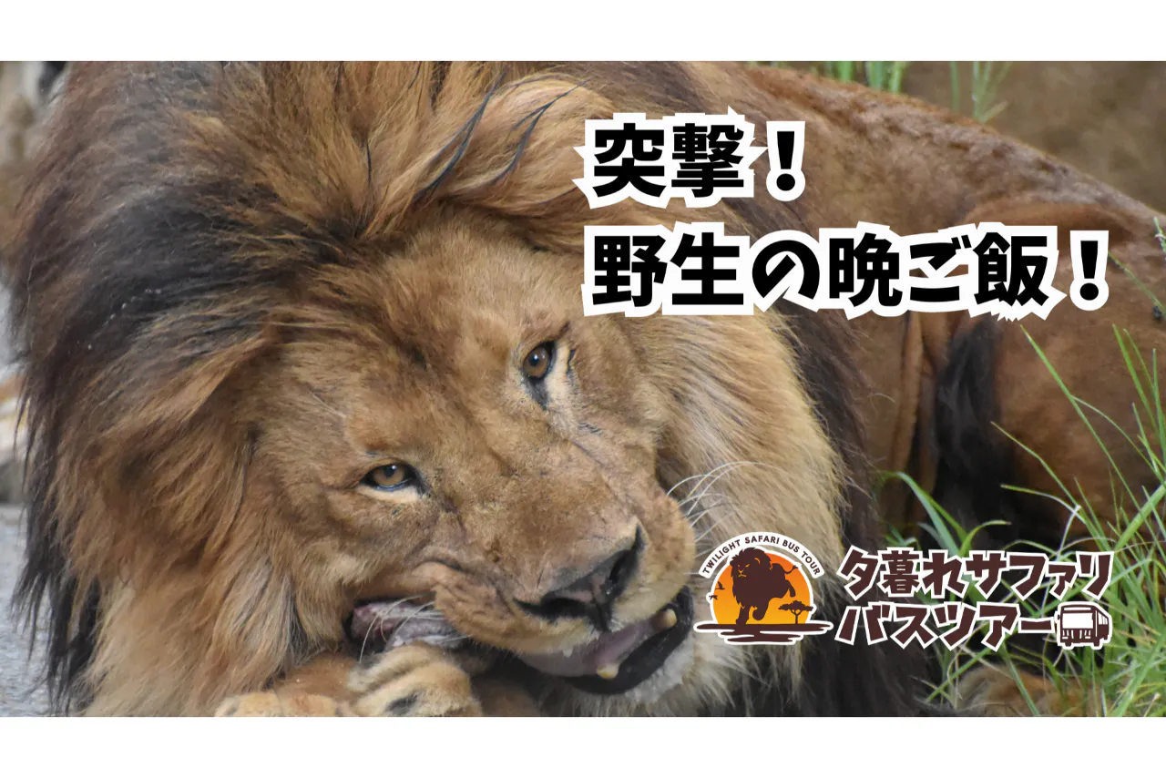 【運行日限定】日中入園料＋夕暮れサファリ セットチケット