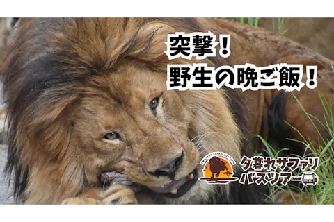 【運行日限定】日中入園料＋夕暮れサファリ セットチケット